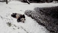 Urnebesni snimak pandice koja uživa u snegu izmamiće vam osmeh na lice