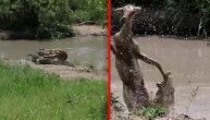Sav besmisao borbe sa krokodilom u jednom videu: Jadna životinjica nije imala šanse
