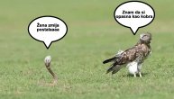 Igra živaca: Orao harpija protiv kobre naočarke, uz nekoliko hitova devedesetih