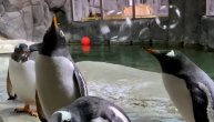 Oni znaju šta je kupka: Pingvinima pustili balončiće od sapuna, a njihova reakcija će vas oduševiti