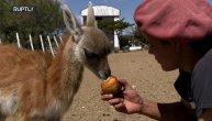 "Spasio sam krznenu loptu iz divljine": Ovo je gvanako lama i potpuno je neodoljiva