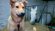 Priča o psu koji je starog konja vratio u život: Ovo je pravi prijatelj