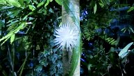 Predivan prizor cvetanja Mesečevog cveta: Ova lepota traje samo 12 sati godišnje