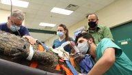 Krokodilu od 154kg veterinari jedva izvukli živu glavu zbog patike koju je progutao