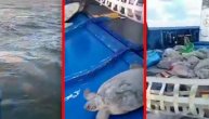 Kornjače spasene tokom zimske oluje u Teksasu vraćene u more