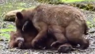 Šta rade ovi medvedi? Nije ono što ste pomislili