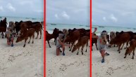 Zvezdu Granda udarila krava na plaži na Zanzibaru, pevačica pobegla glavom bez obzira