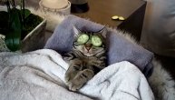 Ne uznemiravaj: Mačka nije bila baš oduševljena kada ju je gazdarica prekinula u relaksaciji