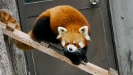 Liče na rakune, ali su pande: Ovaj zoološki vrt je dom ugroženim "crvenim mazama"