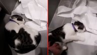 Srpski Tiktoker i pokunjena mačka: "Šta si to radila sa toalet papirom?"