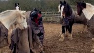 Uljez uhvaćen na delu: Prerušene pokušale da preplaše konje pa naišle na potpuno suprotnu reakciju