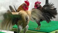 Serama kokoške: Cena ove jedinke doseže i do 800 evra, a sve to samo zbog njenog držanja