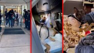 Policijski pas ranjen u akciji: Pripadnici elitne jedinice oduševili svojim gestom
