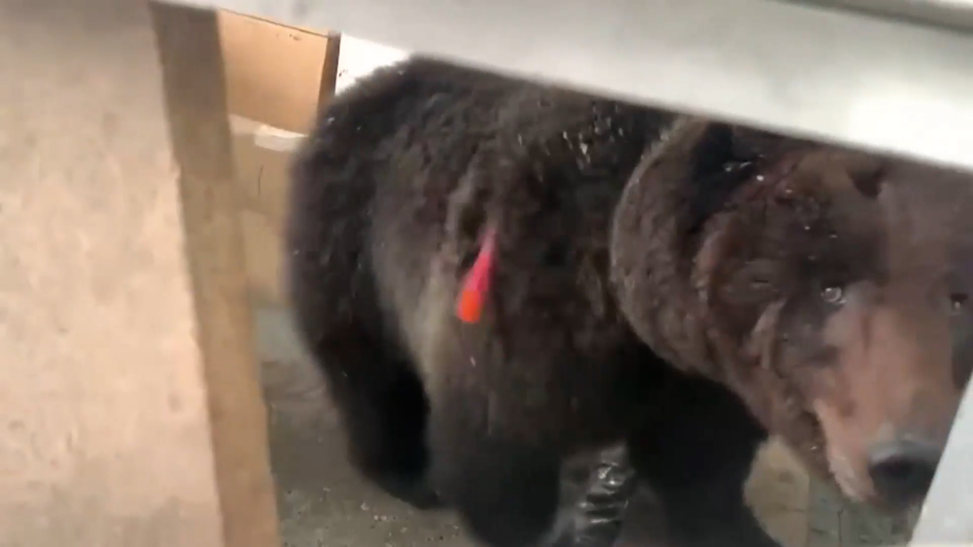 собака вывела медведей на хозяина чем закончилось