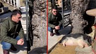 Urnebesno! Andrija Milošević peva uspavanku prasetu dok ono "sanja" slatke snove