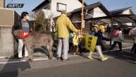 Nežni džin patrolira gradom: Irski vučji hrt svakog dana prati đake u školu!