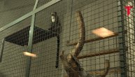 Mladi de braza majmuni pristigli u Beogradski zoo vrt