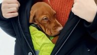A da ja ipak prespavam: Štene ni pod razno ne planira da izađe u surovi svet