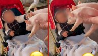 Cecin unuk se igra sa prasićima: Reakcija malenog Željka je perslatka
