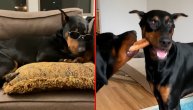 A mislili ste da su opasni: Doberman Roki izbrisao je "ozloglašen" epitet sa svoje rase