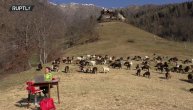 Dok ona prati nastavu na 1000m nadmorske visine, društvo joj pravi 350 bučnih koza