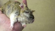Veterinari ovu živuljkicu drže mesecima u zamrzivaču, a onda je odleđuju i šalju hitno na ručak