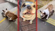 Buldog dominira na četiri točka: Kad se on dočepa skejta, bolje mu se sklonite s puta