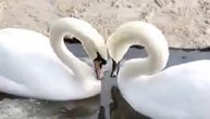 Labudovi plešu u ljubavnom zanosu: Očaraće vas svojom elegancijom