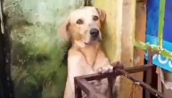 Pas je satima bio u ledenoj vodi: Minuti su ga delili od smrti, a onda su naišli oni