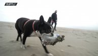 Pas ekolog sa gazdom pokupio preko 3500 plastičnih flaša sa plaže