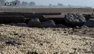 Plažu u Argentini prekrila "biserna jaja", a onda se pojavio biolog i objasnio ovaj predivan fenomen
