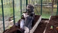 Vlasnik se živ zakopao da bi prenkovao psa: Reakcija psa je neprocenjiva