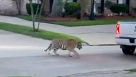 Komšiluk drhtao od straha osim heroja koji je stao naoružan: Vlasnički tigar prošetao kroz kraj
