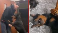 Doberman Kasper će vas ubediti da je njegova pasmina jedna od najboljih na svetu