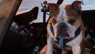 Pas pilot svakodnevno leti helikopterom sa svojim gazdom: Upoznajte pravog Bentlija!