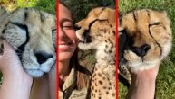 Ljubav divlje mačke i lepotice: Gepard u njenim rukama postaje mala maca