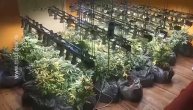 Lezi dole! Ne mrdaj! Policija upala u stan i pronašla laboratoriju marihuane sa 70 stabljika