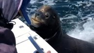 Neobičan prizor sa okeana: Morski lav se provozao čamcem