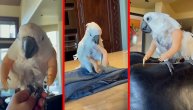 Kakadu sa rukama: Papagaj probao plastično pomagalo i nije mu se baš dopalo