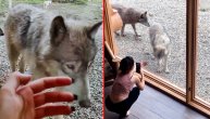 Čopor vukova upao u dvorište vikendice: Staklo terase ih delilo od radoznale žene