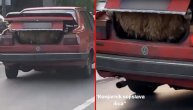 Nesvakidašnji prizor u Vojislava Ilića: Auto na putu, a u gepeku ovca