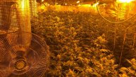 U kući nađene 1.084 stabljike, kao i oružje: Otkrivena laboratorija za uzgoj marihuane u Topoli