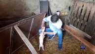 Ustaje noću na svaka dva sata da ne ogladne: Marko na cuclu hrani 8 prasića koji su ostali bez majke