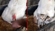 Mačići misle da im je koka mama, pa se greju ispod njenog perja: Koka ih čuva kao da su njeni pilići
