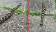 Vanzemaljac, zmija ili oboje: Otrovnica izašla iz žbunja pa zapanjila prolaznike