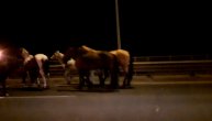 Konji pobegli sa hipodroma pa uplašeno gledali u beogradski saobraćaj