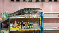 Prodavac u trećoj smeni nemoćno gledao dok je varan razvaljivao police: Još jedan napad Godzile