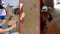 Akcija vraćanja mama patke i pačića u reku u Novom Sadu