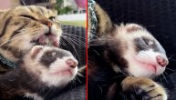Iskreni zagrljaj koji će vam ulepšati jutro: Feretka padne u trans dok se mazi sa svojim macanom