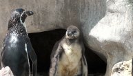 Prva beba pingvina, ikada rođena u Srbiji, konačno izvirila iz pećine